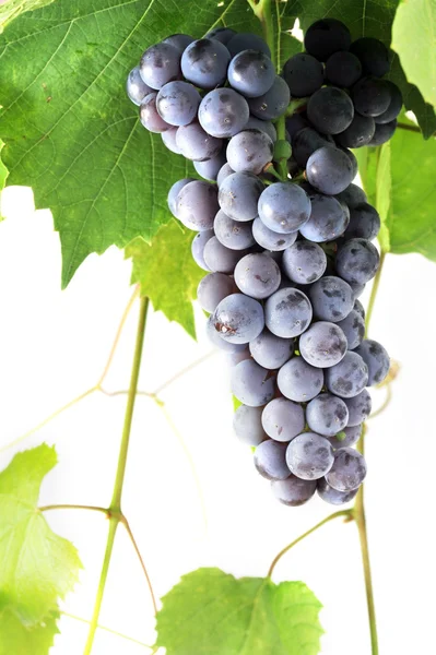 Кластер свежего винограда — стоковое фото