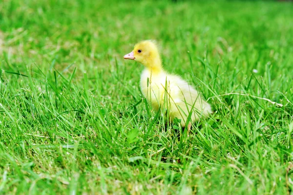 Утка на зеленой траве — стоковое фото