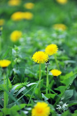 dandelions çiçeklenme