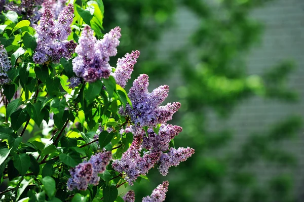 बैंगनी lilacs — स्टॉक फ़ोटो, इमेज