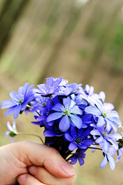 Blommande blåsippor — Stockfoto