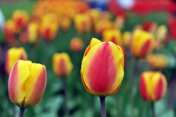 Red - yellow tulips — Stock Photo, Image