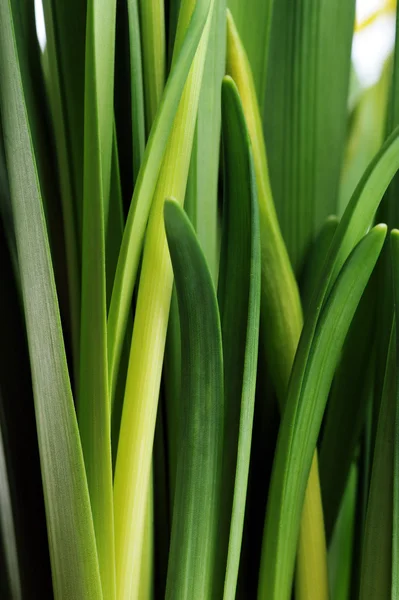 stock image Green leaves