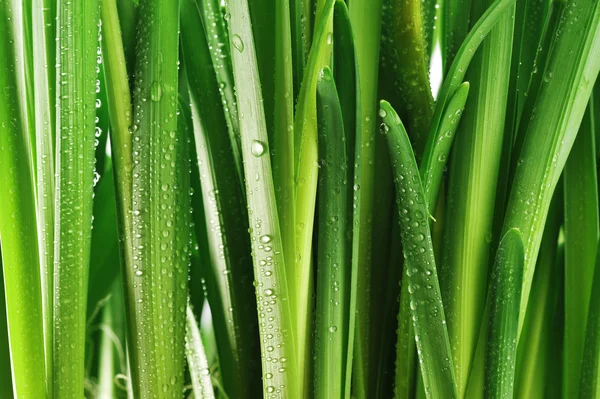 Gotas em folhas verdes — Fotografia de Stock