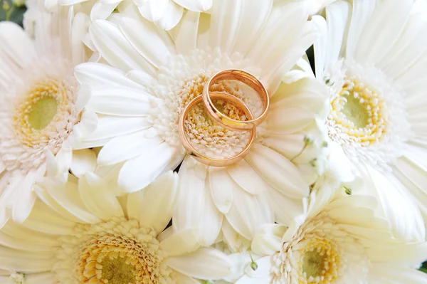 White gerbera and wedding rings — Stock Photo, Image
