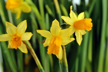 Yellow daffodils clipart