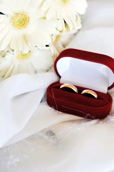 Bílý gerbera a snubní prsteny — Stock fotografie
