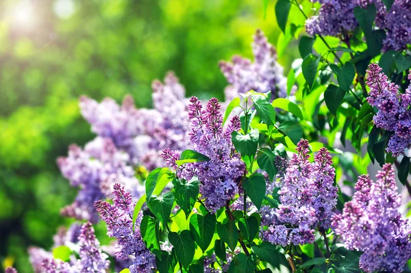 Purple lilacs — Stock Photo, Image