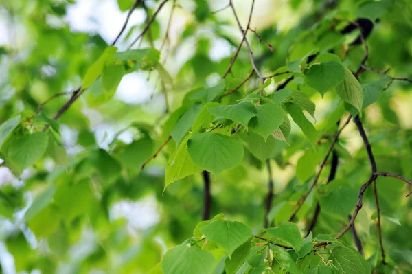Árbol caducifolio — Foto de Stock