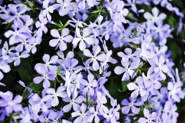 Mor phlox subulata