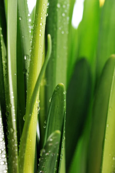 Kapky na zelených listech — Stock fotografie