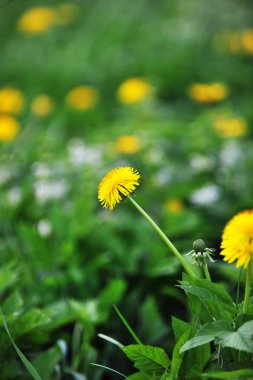 dandelions çiçeklenme