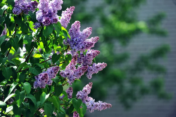 stock image Purple lilacs