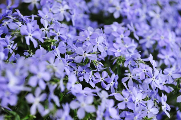 Phlox subulata violet — Photo