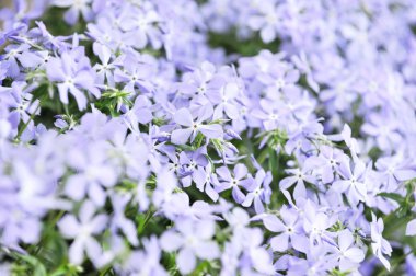 Mor phlox subulata