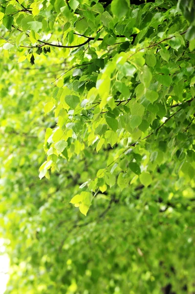 Drzewo liściaste — Zdjęcie stockowe