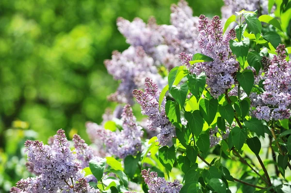 Purple lilacs — Stock Photo, Image