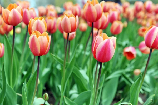 Červené tulipány — Stock fotografie