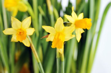 Yellow daffodils clipart