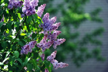 Purple lilacs clipart