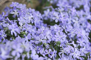 Mor phlox subulata