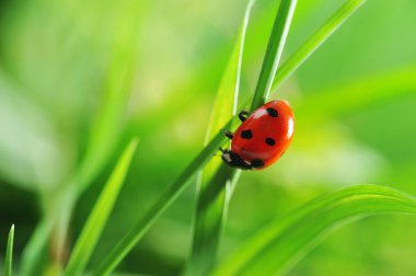 Ladybug on grass clipart