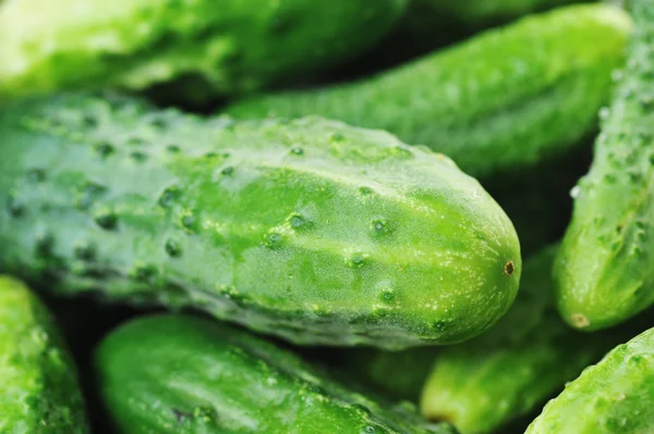 Yeşil salatalık. — Stok fotoğraf