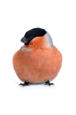 Eurasian bullfinch clipart