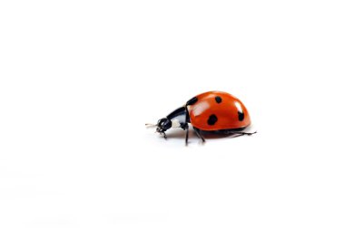 Ladybug clipart