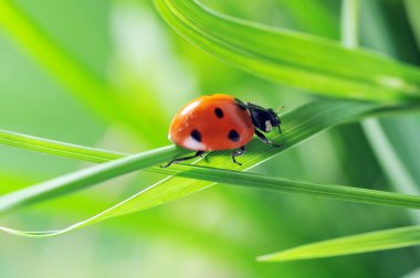 Ladybug on grass clipart