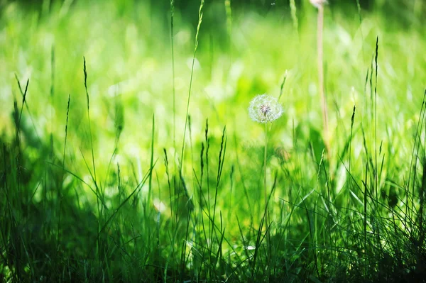 Кульбаба на траві — стокове фото