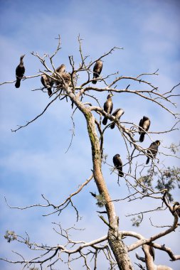 Cormorants roosting clipart