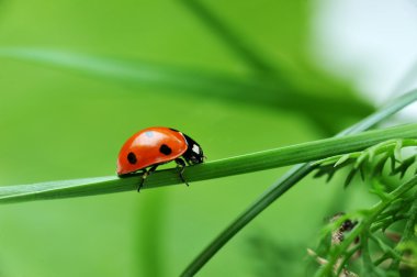 Ladybug on grass clipart