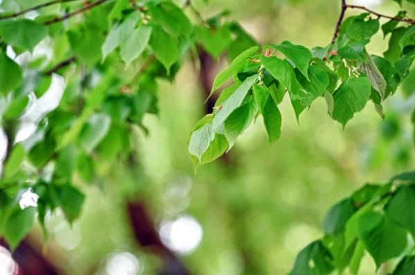Árbol caducifolio — Foto de Stock
