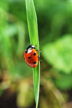 Ladybug on grass clipart