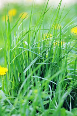 dandelions çiçeklenme