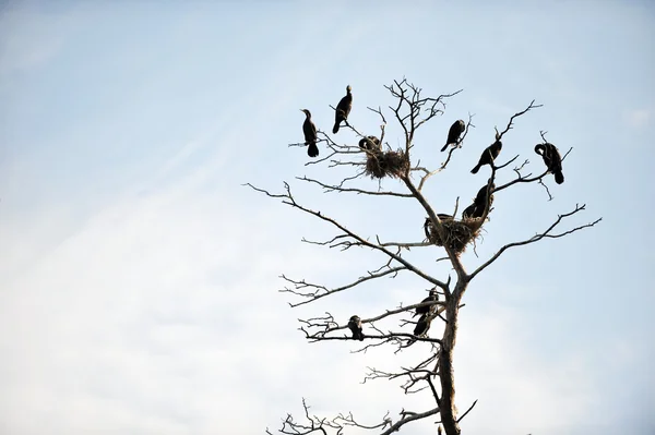 Cormorants roosting — Stock Photo, Image