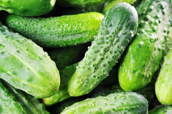 Green cucumbers. — Stock Photo, Image
