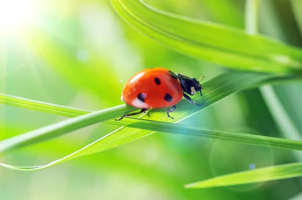 Ladybug on grass sunny day — Stock Photo, Image