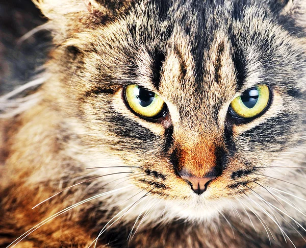 Grå randig katt — Stockfoto