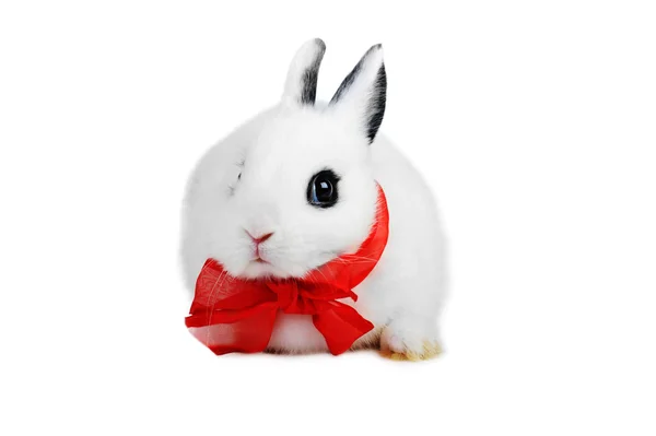 Kanin med rött band — Stockfoto
