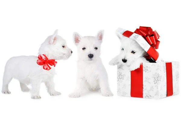 3 beautiful puppys on white — Stock Photo, Image