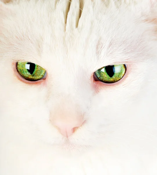 Valkoinen kesy kissa — kuvapankkivalokuva