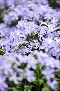 Mor phlox subulata