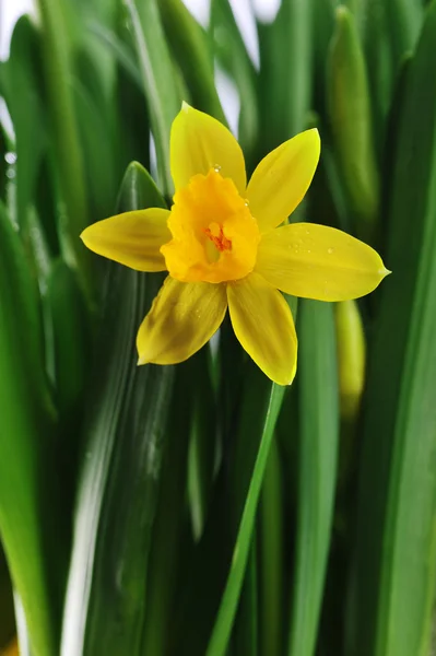 Daffodils amarelos — Fotografia de Stock
