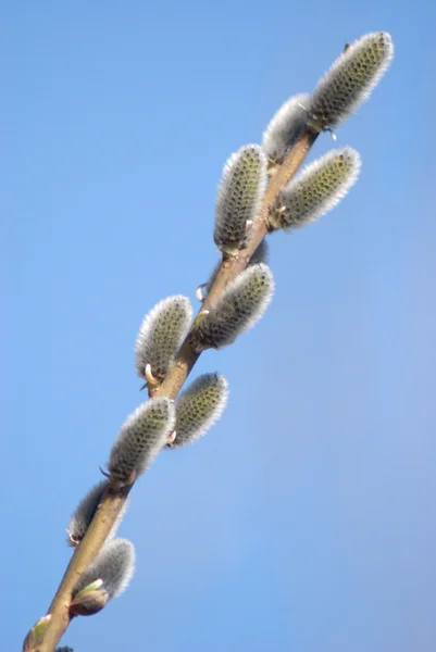 Einzelner Zweig mit Knospen isoliert auf blau — Stockfoto