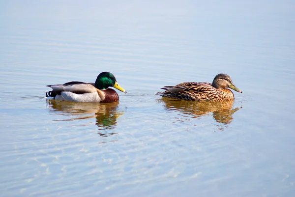 stock image Two ducks in still spring water