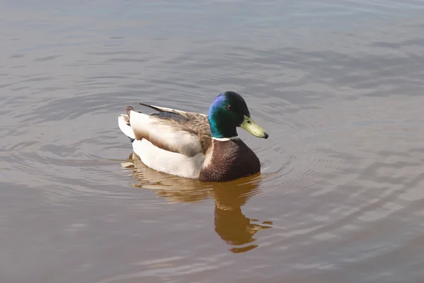 Duck floats in spring river — Stock Photo, Image