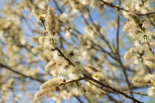 Beaucoup de bourgeons duveteux sur la branche au printemps — Photo