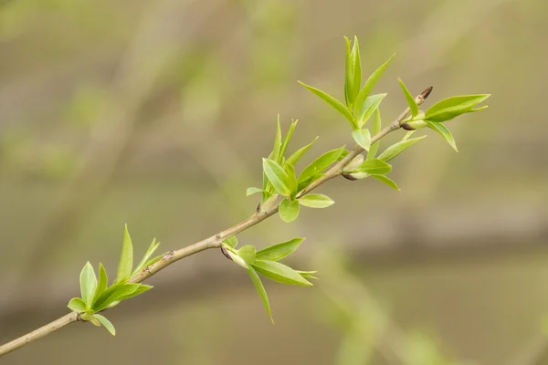 Mnoho zelené mladé pupeny a listy na větvi na jaře — Stock fotografie